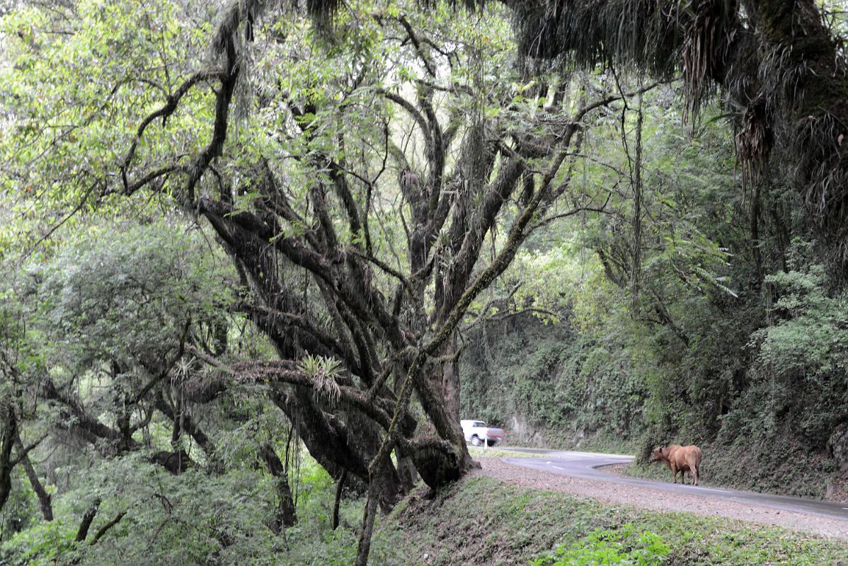 05 Driving On The Tree Canopied Scenic Highway 9 Between Salta And San Salvador de Jujuy On The Way To Purmamarca